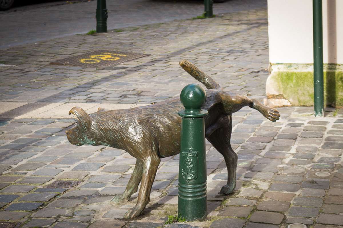 Brussels peeing dog